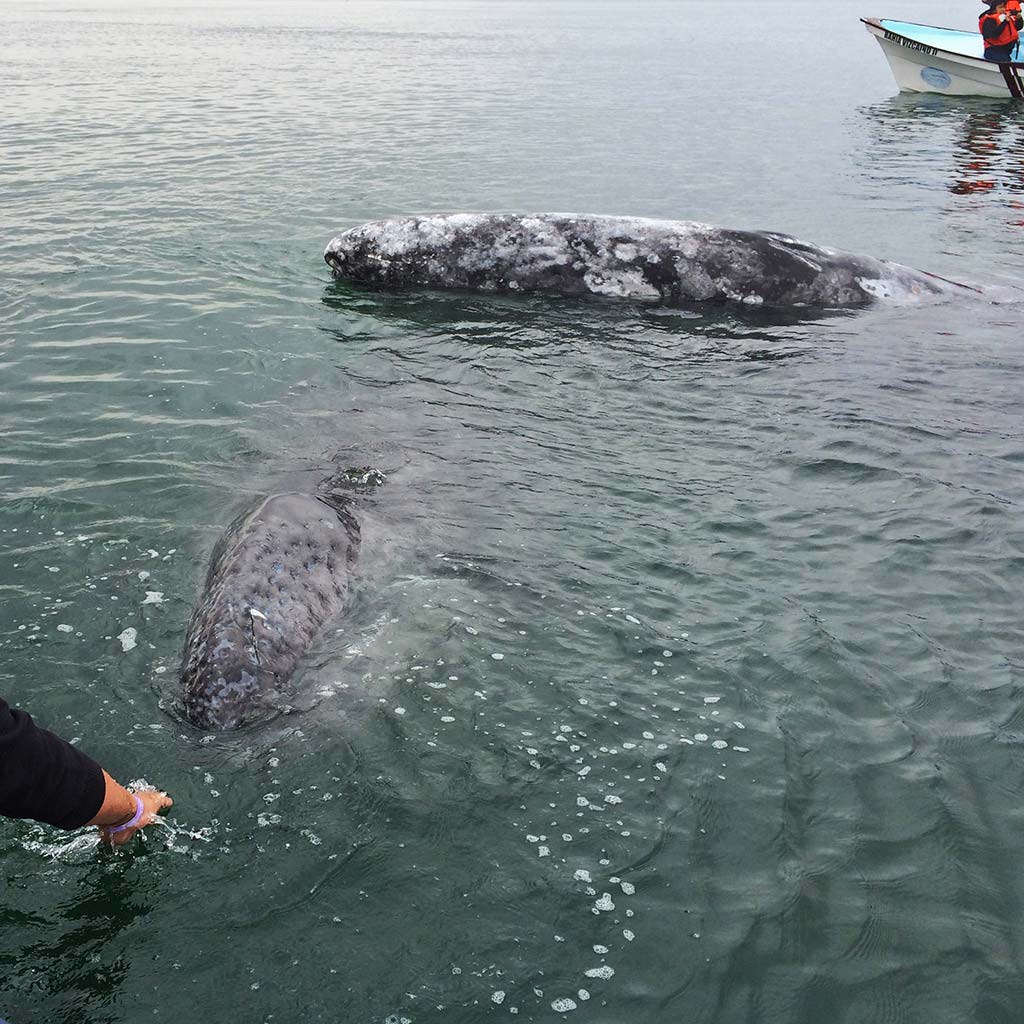 A man reaches over the side of a low boat to two gray whales in the water.
