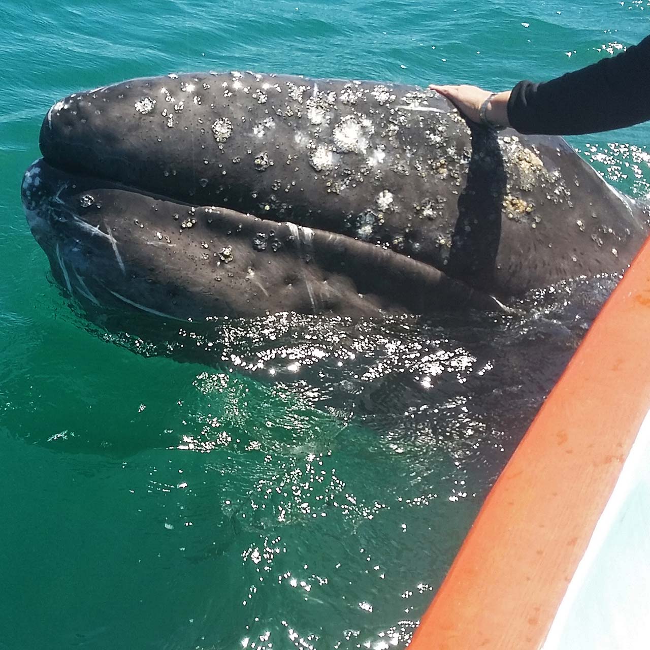 Petting a baby gray whale over the side of a small boat.