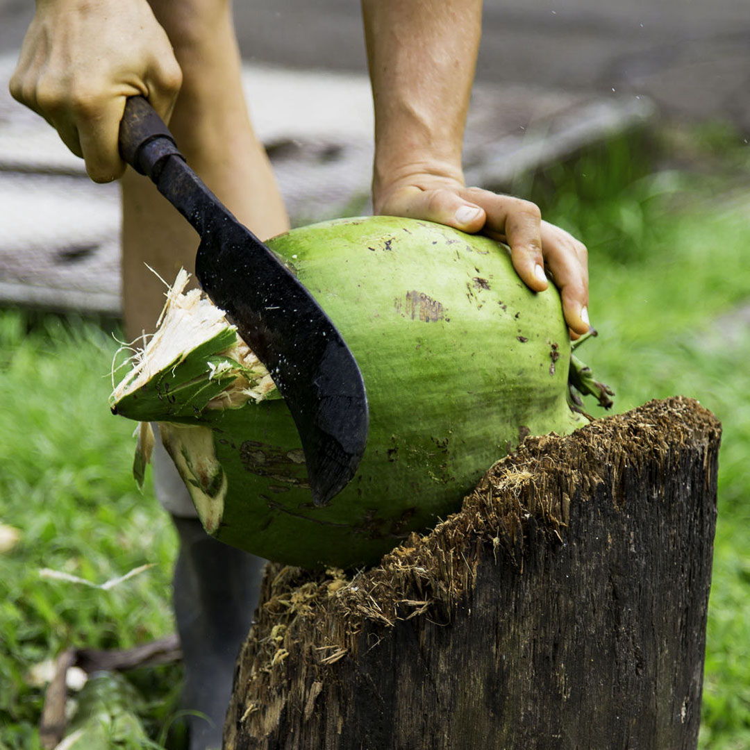 A woman cuts the top off of a coconut at a fruit stand near Hana on the island of Maui in Hawaii.
