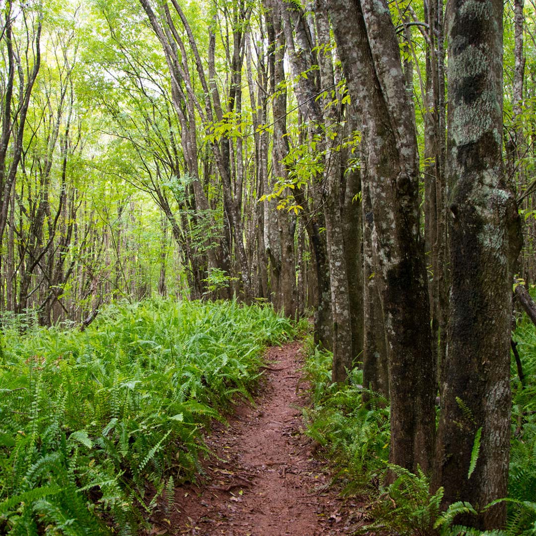 Makawao Forest Reserve on Maui. Photo © Juerg Baumann/123rf.