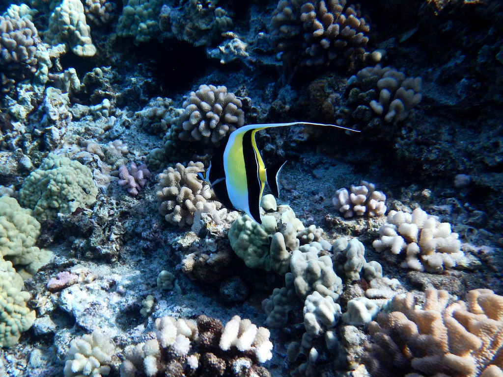A moorish idol photographed in front of clusters of colorful coral.