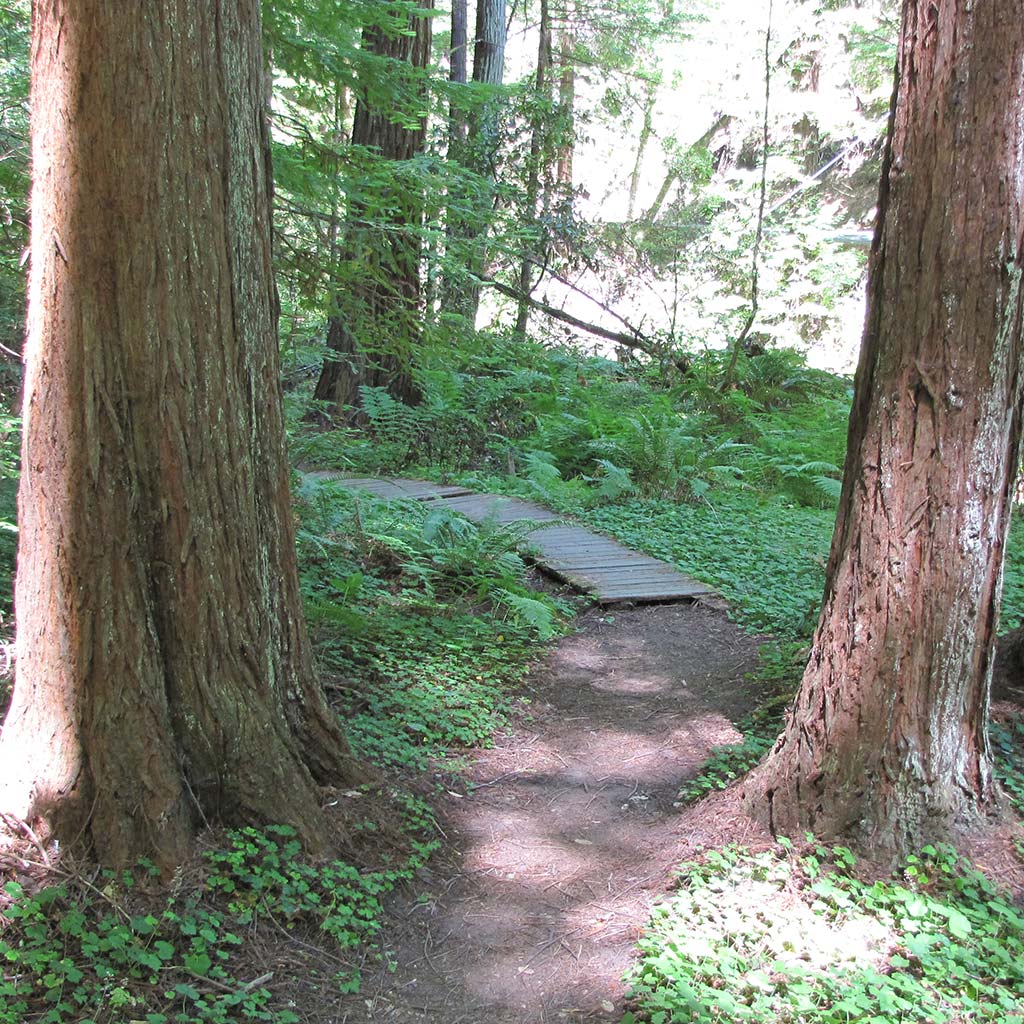 Trail at Memorial County State Park, a footbridge sits between two tall trees.