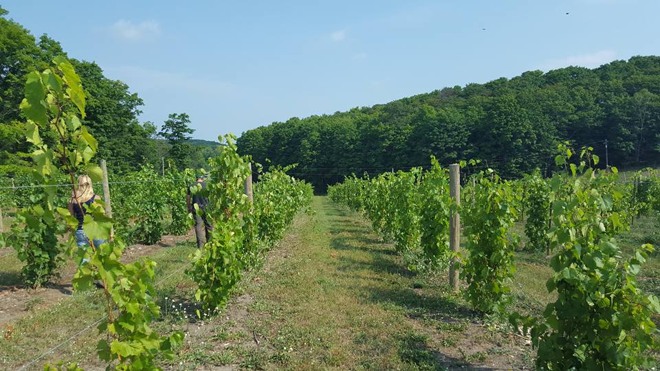 Grapes on the vine in a Marquette vineyard on Michigan's Upper Peninsula.