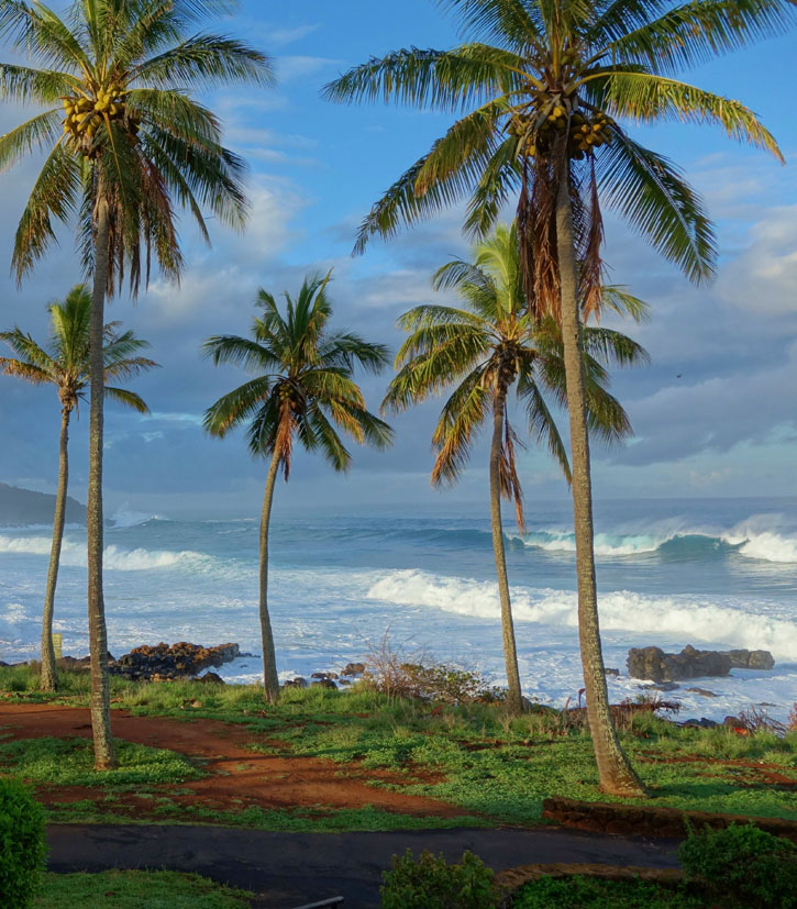 Palm trees front a shorline with white frothy waves.