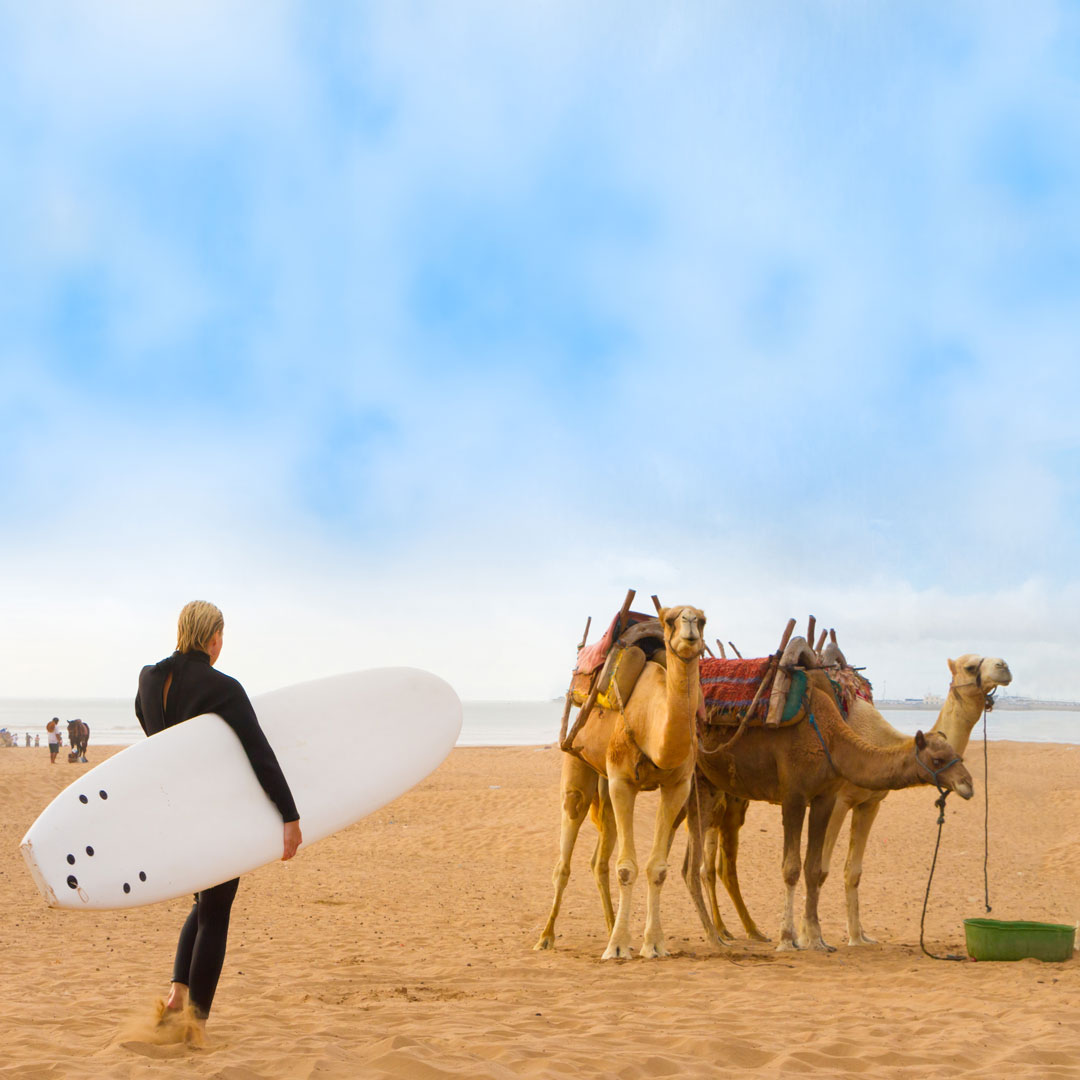 female surfer holding a surf board while looking at camels on the beach in Essaouira
