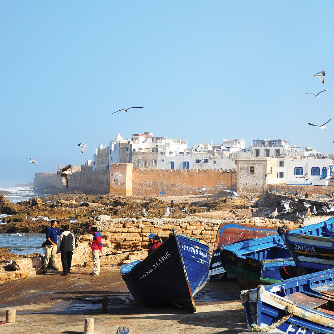 birds flying over the buildings and boats at the port in Essaouira