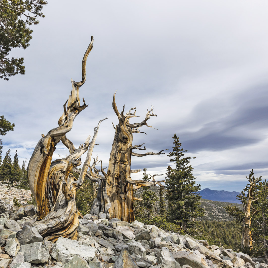 twisted trees on a mountainside in Great Basin National Park