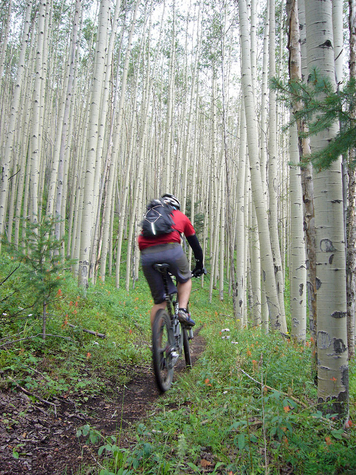 Biking through aspens on the South Boundary Trail in New Mexico.