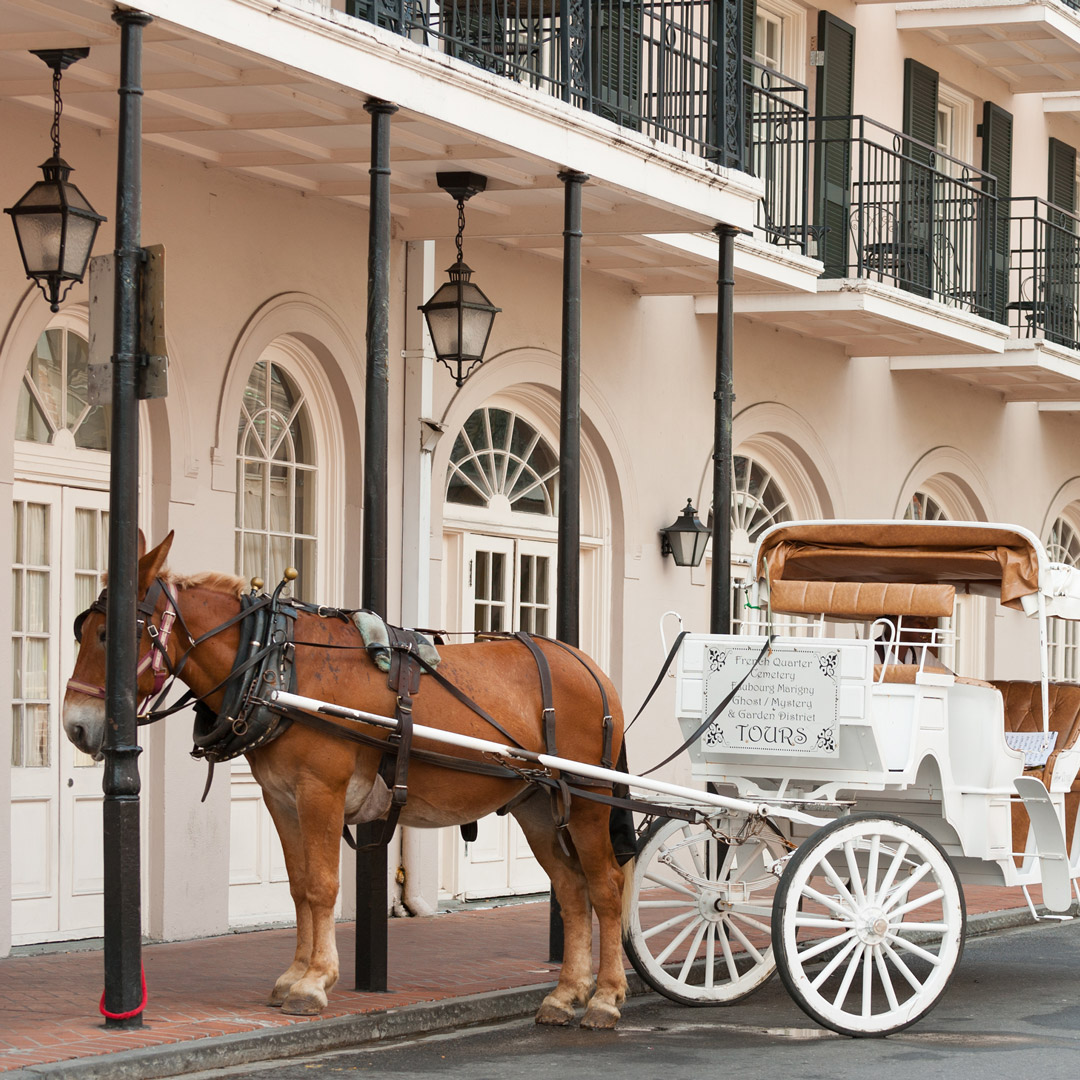 mule hitched up to a carriage for a tour of New Orleans