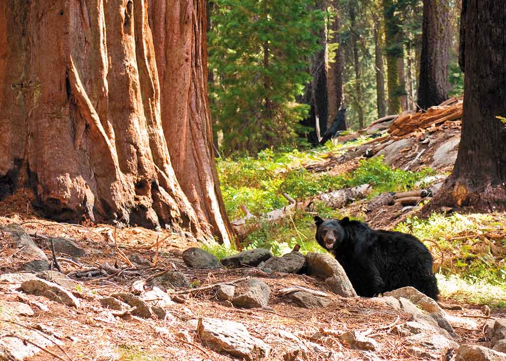 black bear standing by a redwood tree
