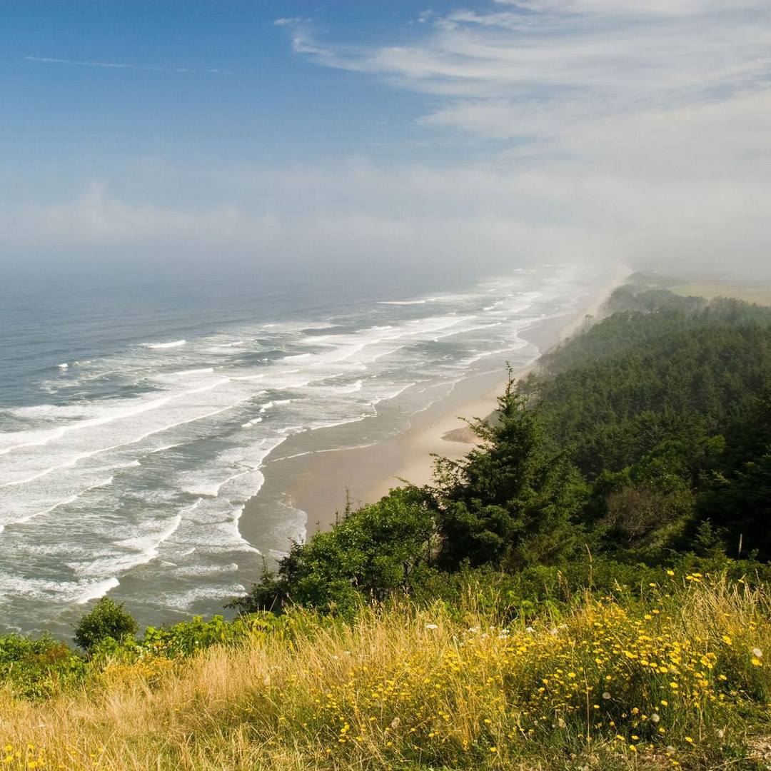 yellow wildflowers line the coast at Cape Lookout State Park