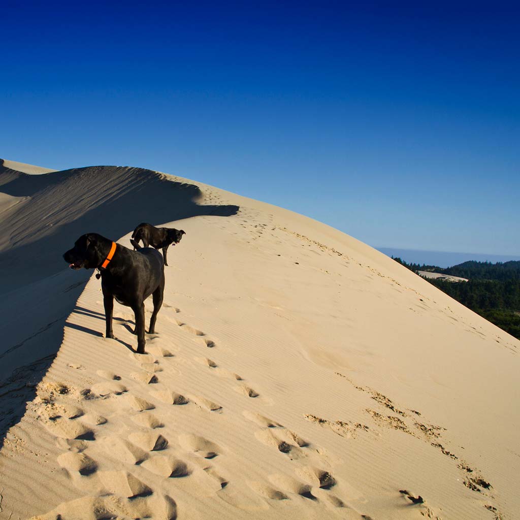Two dogs at the crest of a sand dune in Oregon's Honeyman State Park.