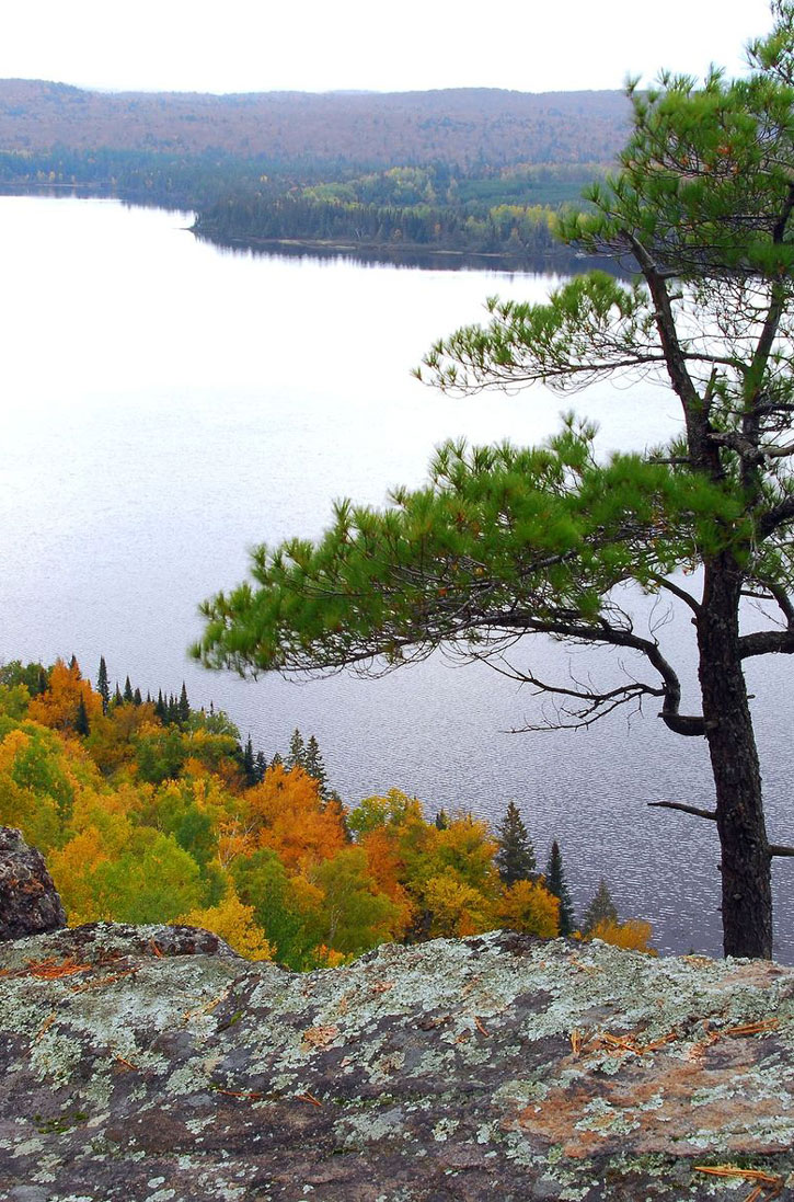 A lone pine at the top of a hill in Ontario's Algonquin provincial park.