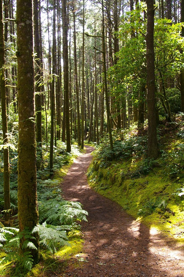 A path snakes through a lush forest in Oregon's Washburne State Park.