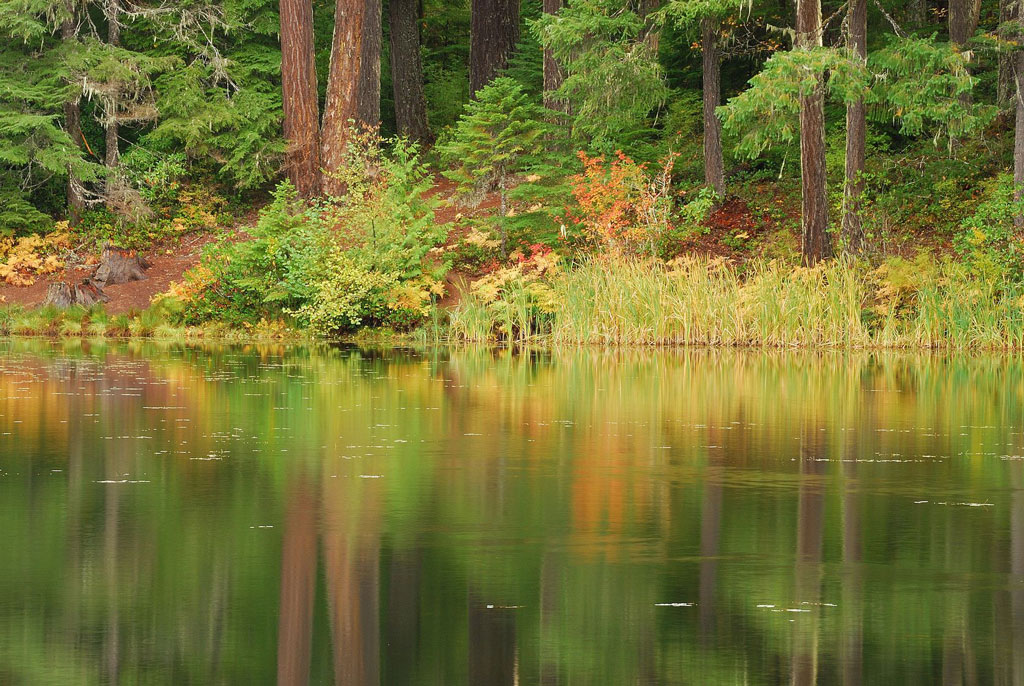 View of the shore of a placid lake with the verdant shore and reeds reflecting in the water.