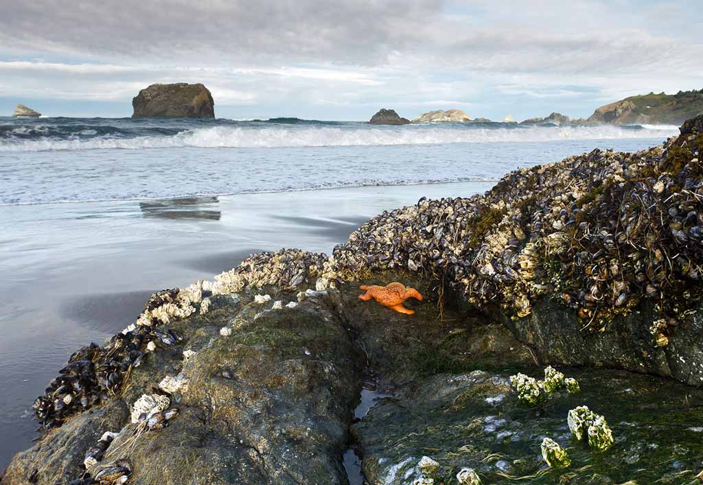 Mussels, barnacles, and sea stars on a rock at low tide. Photo © Weldon Schloneger/123rf.