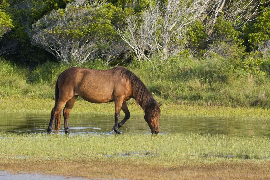 brown horse drinking water in north carolina