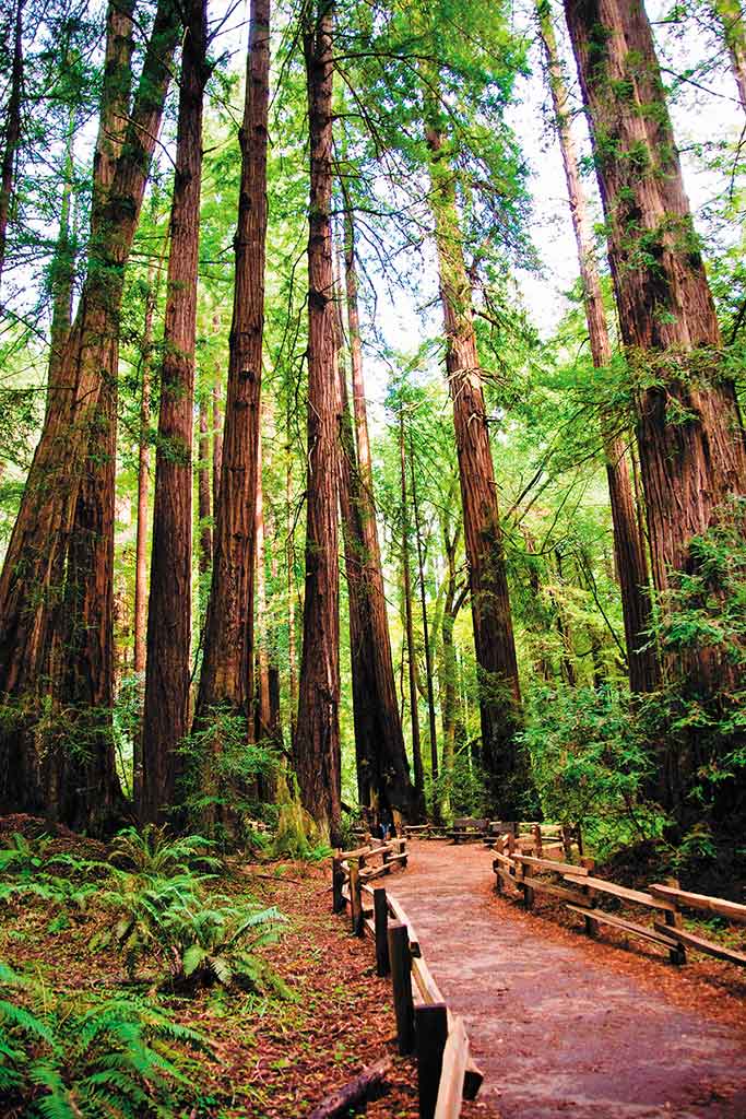Muir Woods National Monument. Photo © Dreamstime.