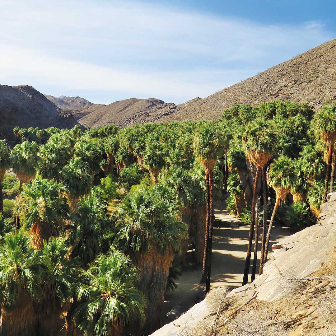 Fan palms in Palm Canyon