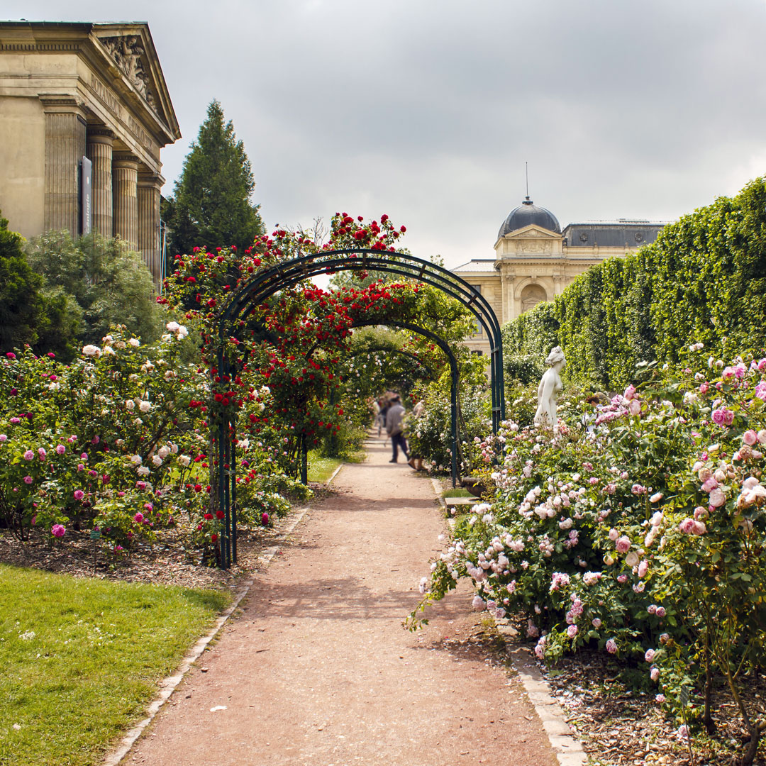 arches covered with roses frame a walkway in the Jardin des Plantes