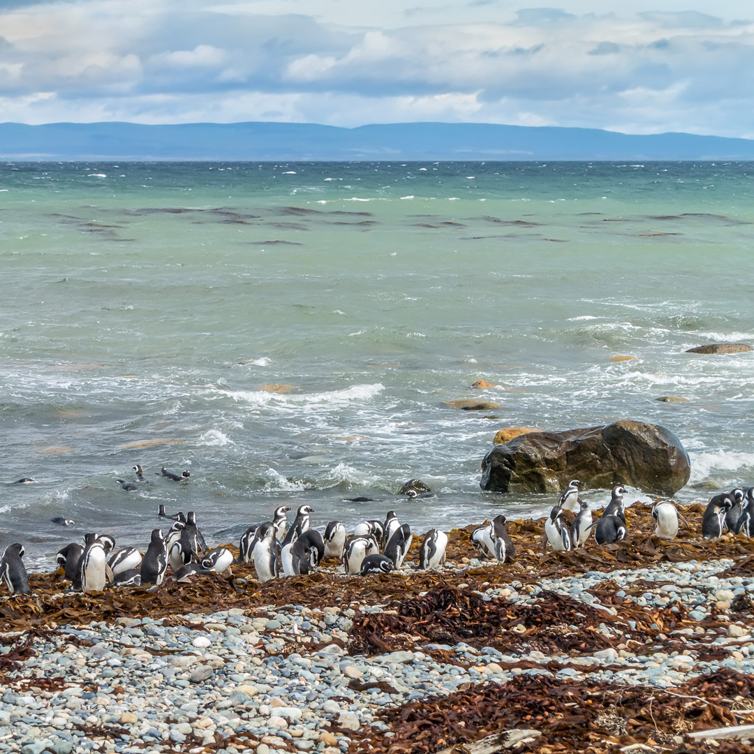 a group of penguins on the shore of Seno Otway in Patagonia
