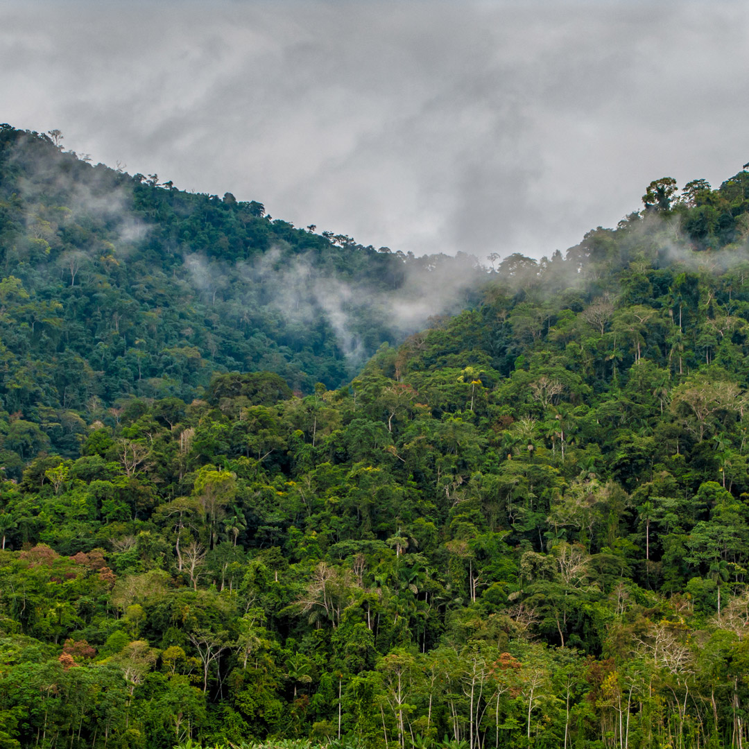 mist engulfs the rainforest of Peru's Amazon