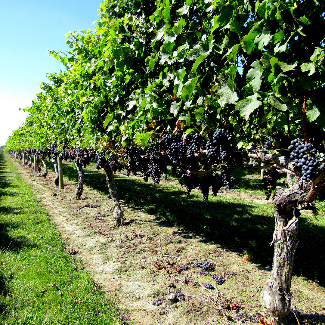 Grapes on the vine at Carolyn's Sakonnet Vineyard=.