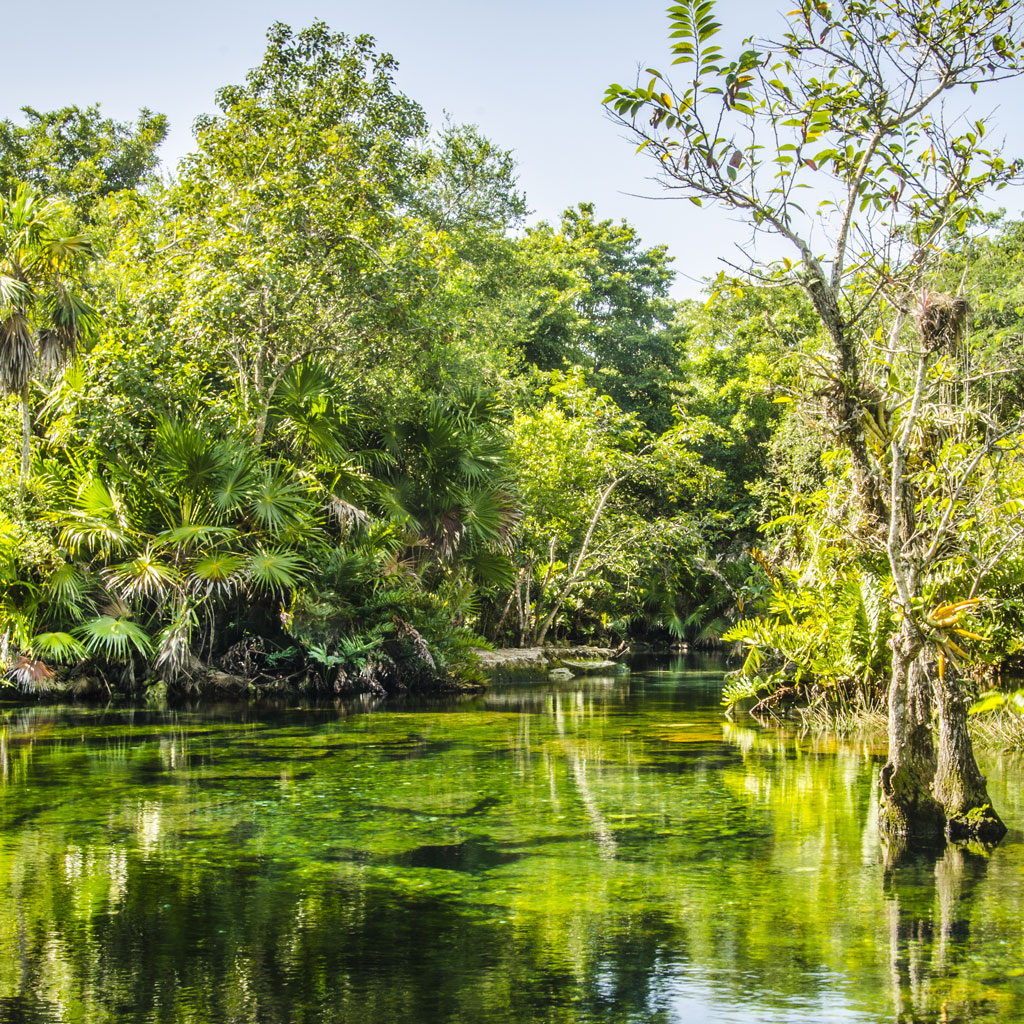 greenery surrounding a cenote in the Riviera Maya