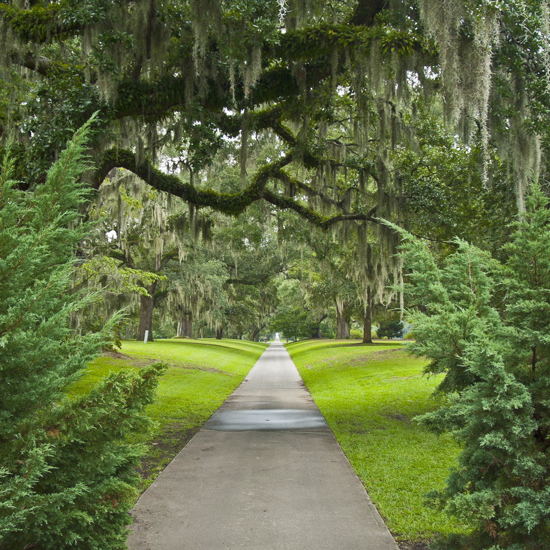 path leading through mossy giant oaks in South Carolina