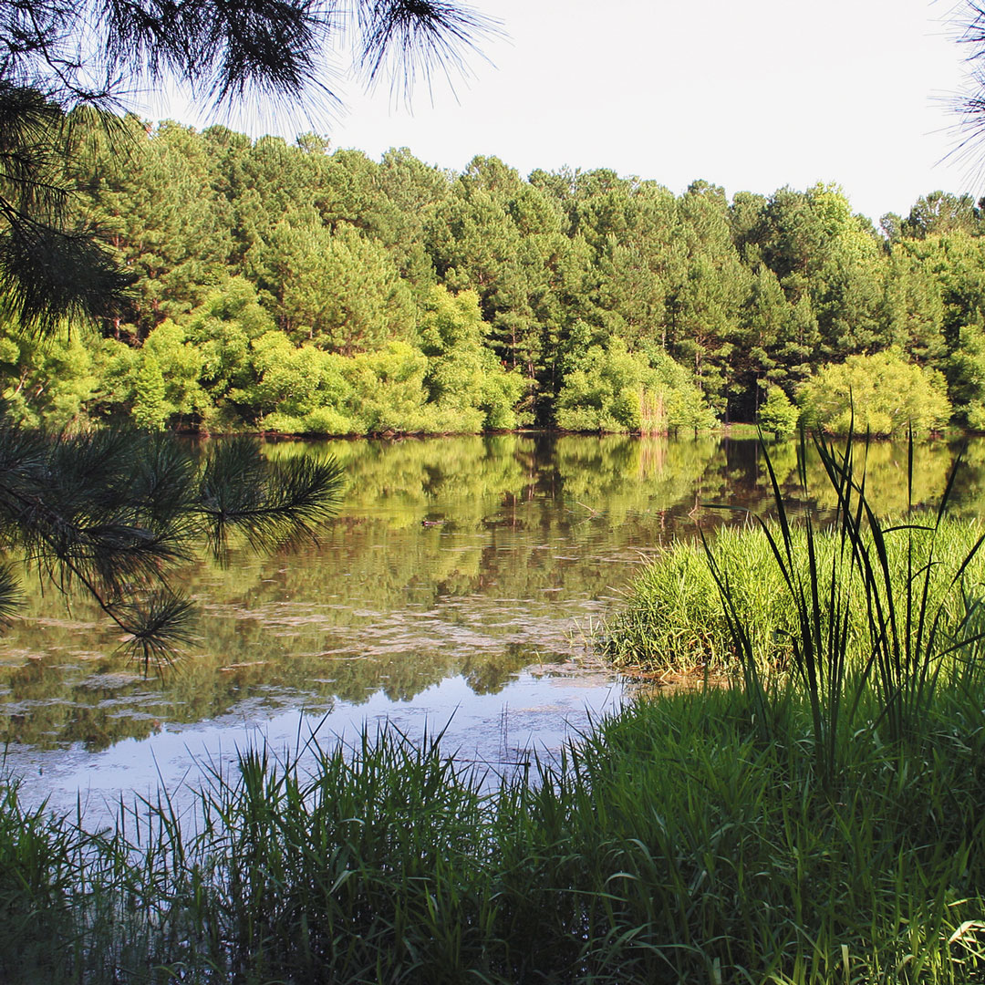 lush flora surrounding Carolina Bay in Aiken South Carolina