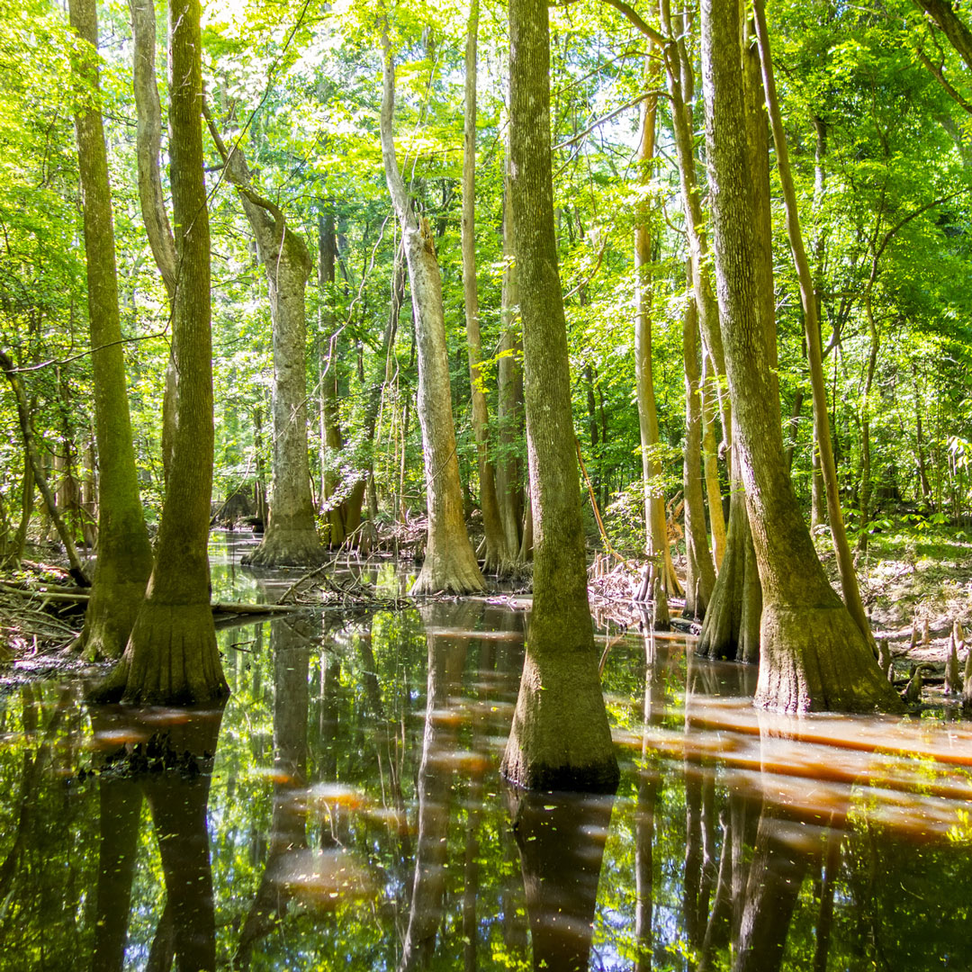 cypress trees in swamp water