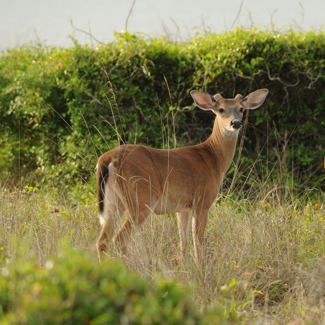 a young deer standing in grass on Kiawah Island