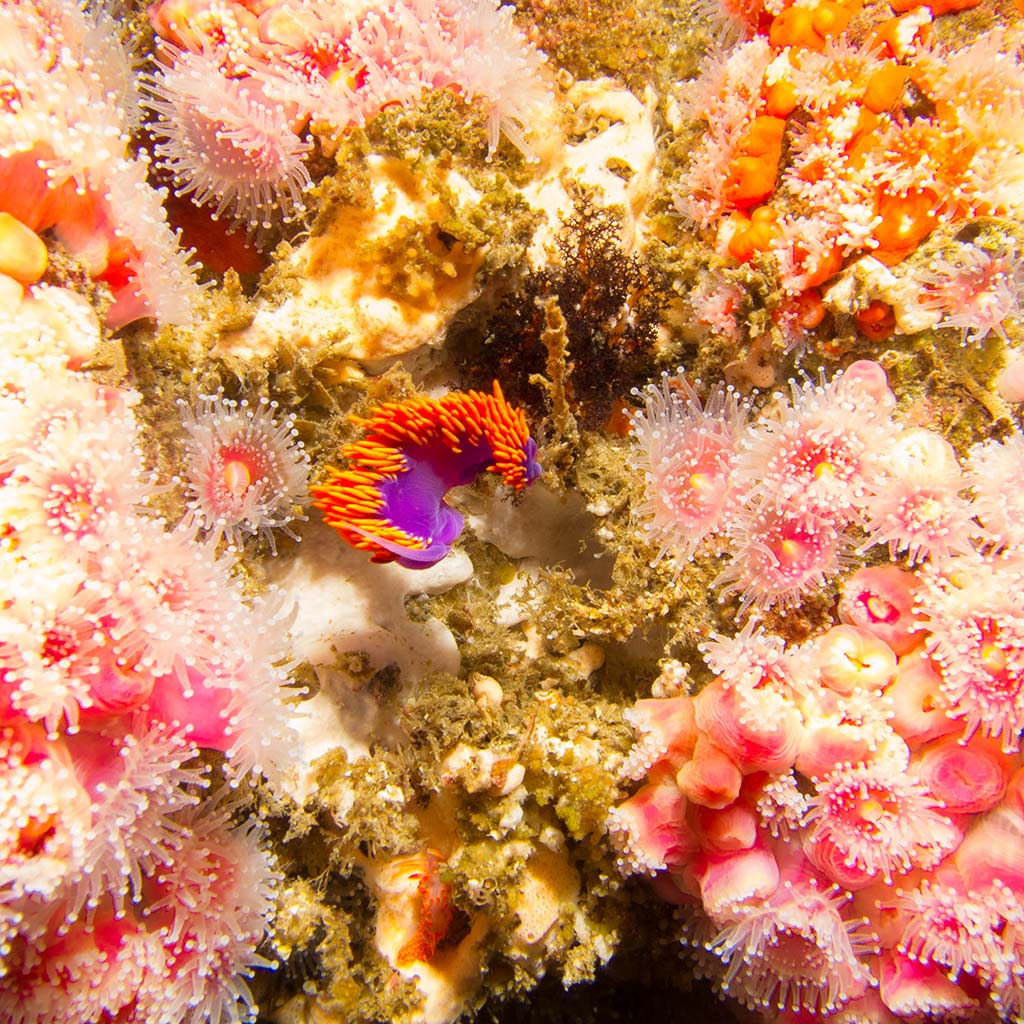 Pink, orange, and purple sea anemones under the sea at Anacapa Island