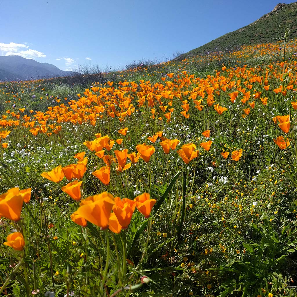 Wildflower blooms of orange poppies on the hills