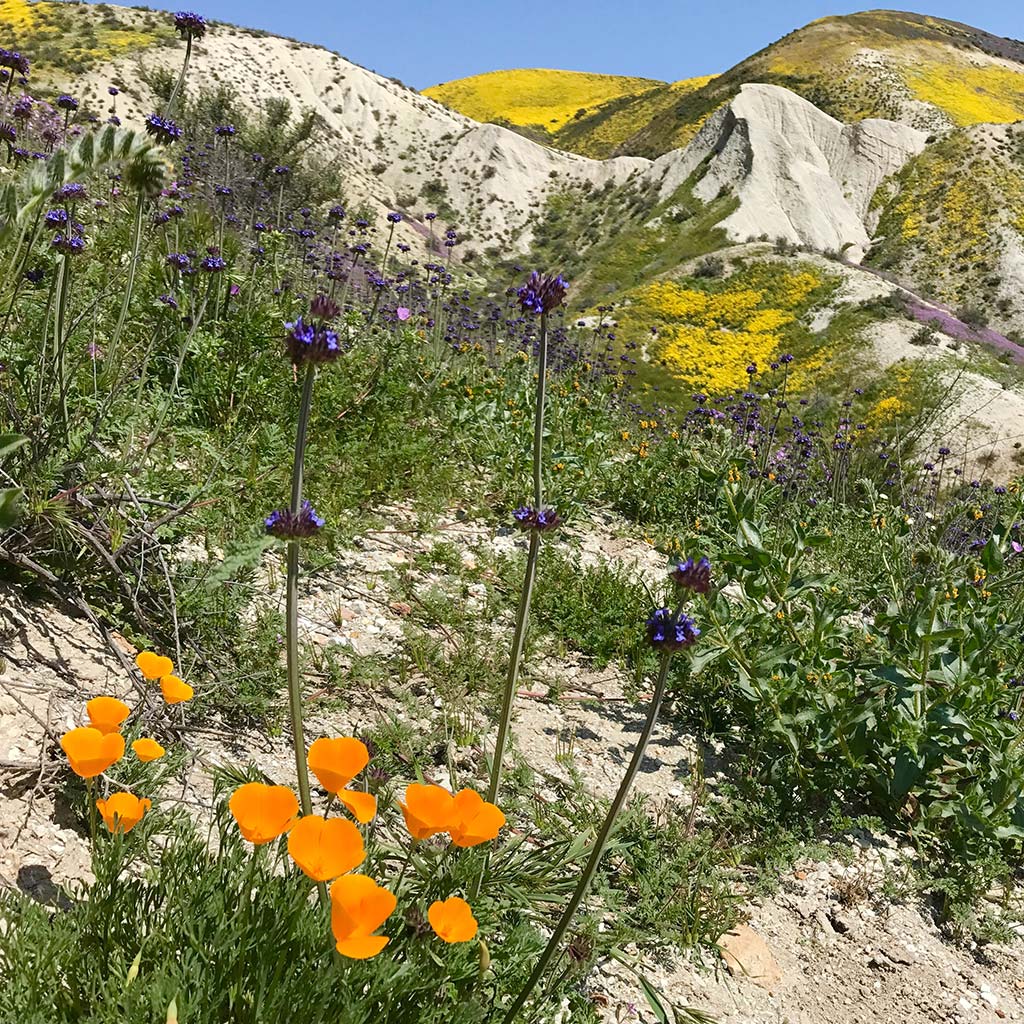 Orange and purple wildflowers bloom in front of a hilly California landscape
