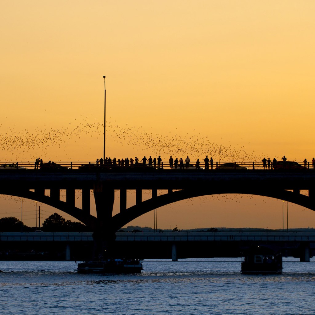 Congress Avenue Bridge at sundown