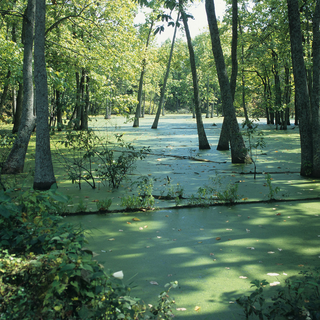 trees in swamp in Big Thicket National Preserve