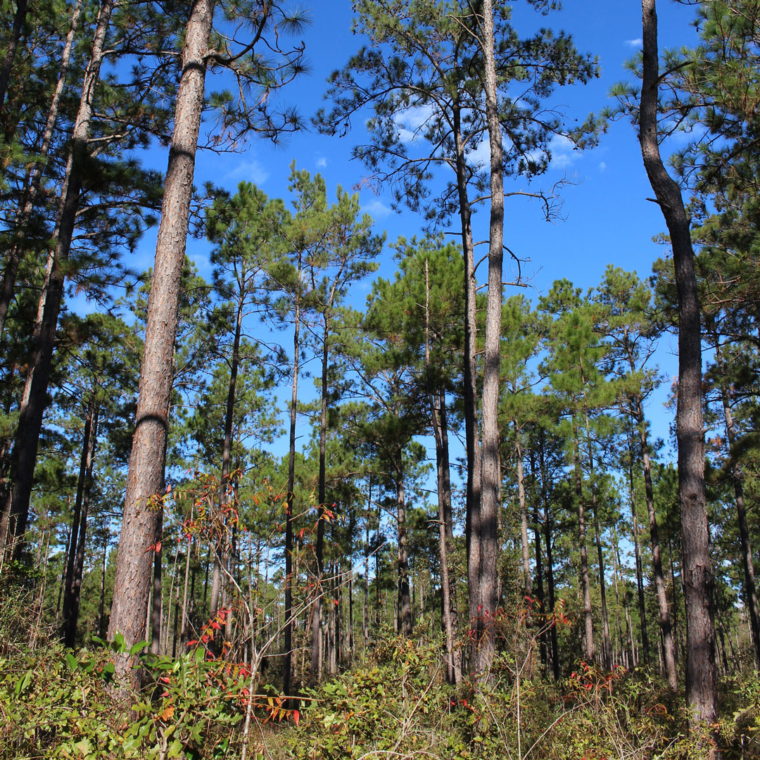 a thicket of trees in Texas