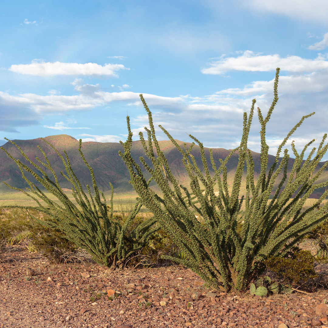 ocotillo plants in the desert of Texas