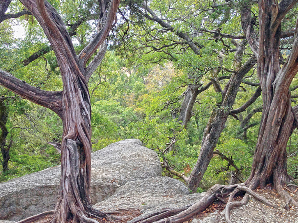 twisted trees and greenery in Dinosaur Valley State Park in Texas