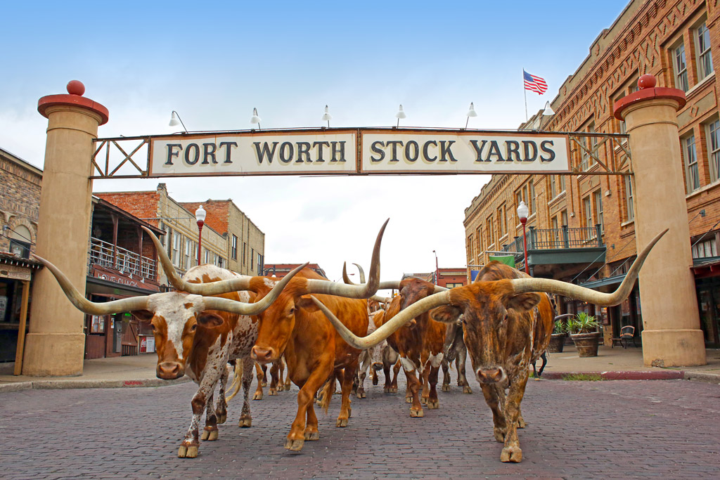 longhorn bulls under the Fort Worth Stockyards sign