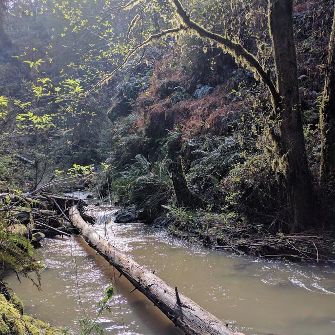 A stream with cloudy water flows over a log, creating a small waterfall. A fallen tree (log) extends outwards, draping itself over the collecting pool below