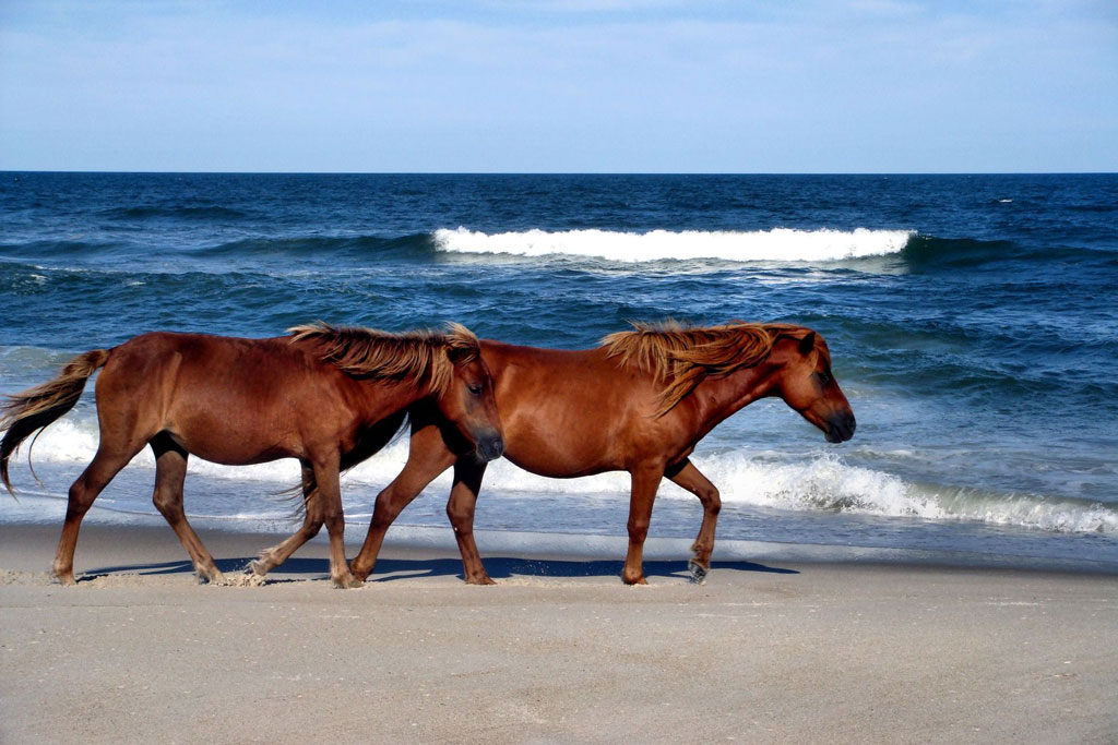 horses running on the beach in maryland