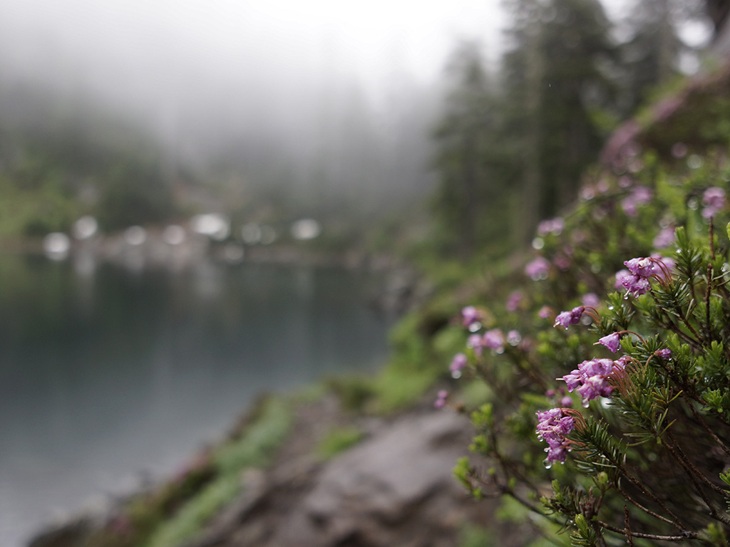 mist over a lake behind purple wildflowers