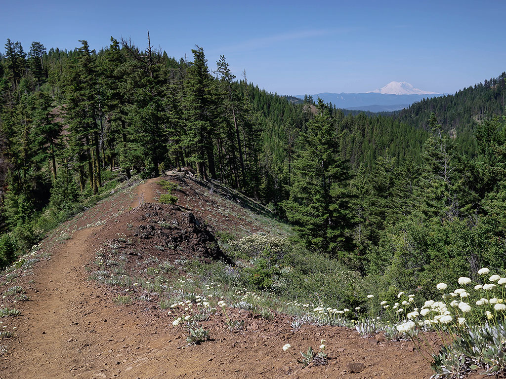 white wildflowers dotting the ridge of a mountain