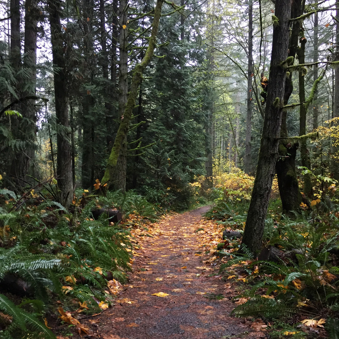 path through trees in Kirkland Washington's Bridle Trails