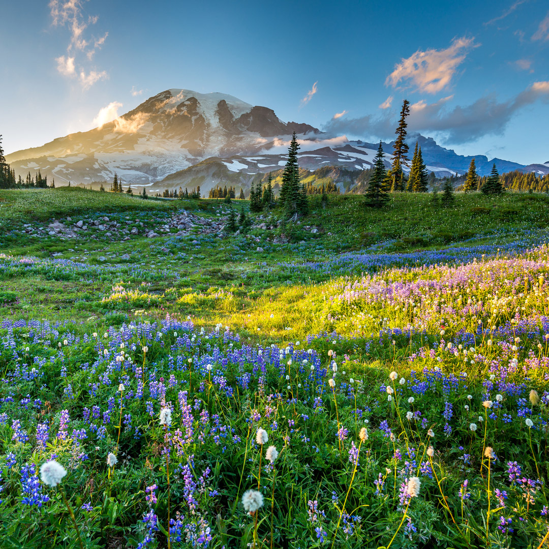carpet of wildflowers with a view of Mt. Rainier