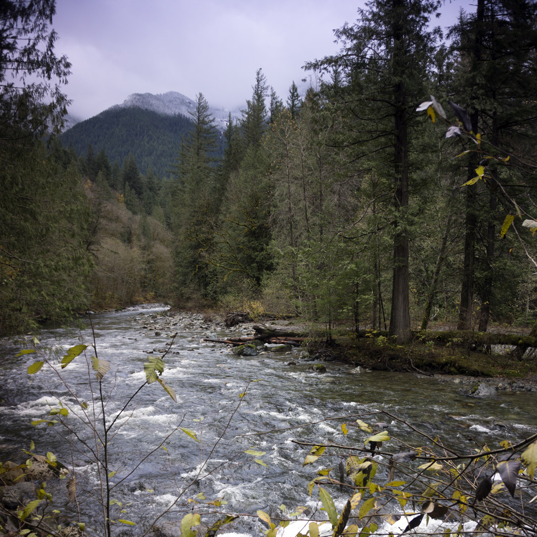 Snoqualmie River rapids surrounded by dense forest in North Bend Washington