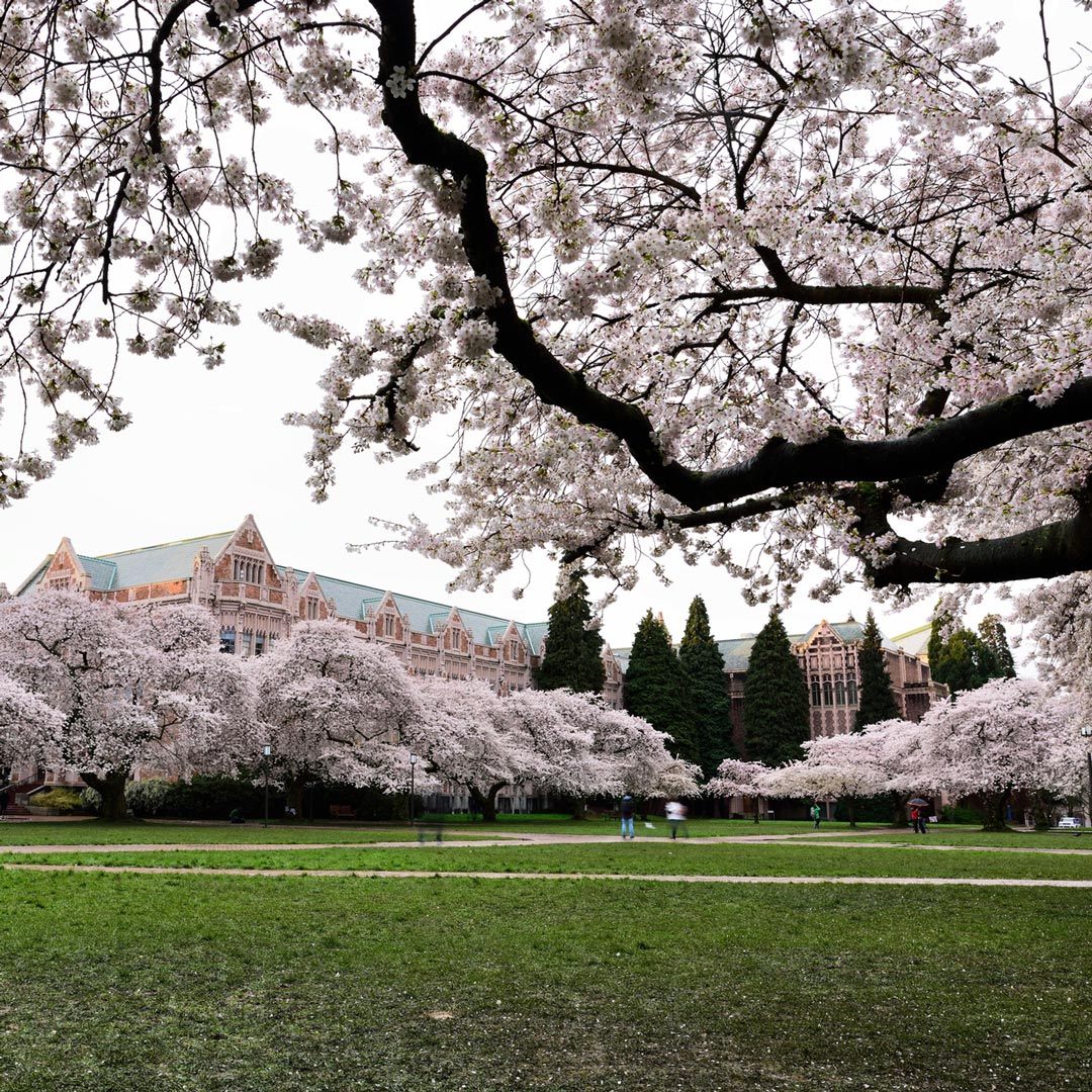 cherry blossom trees and green lawn at the University of Washington