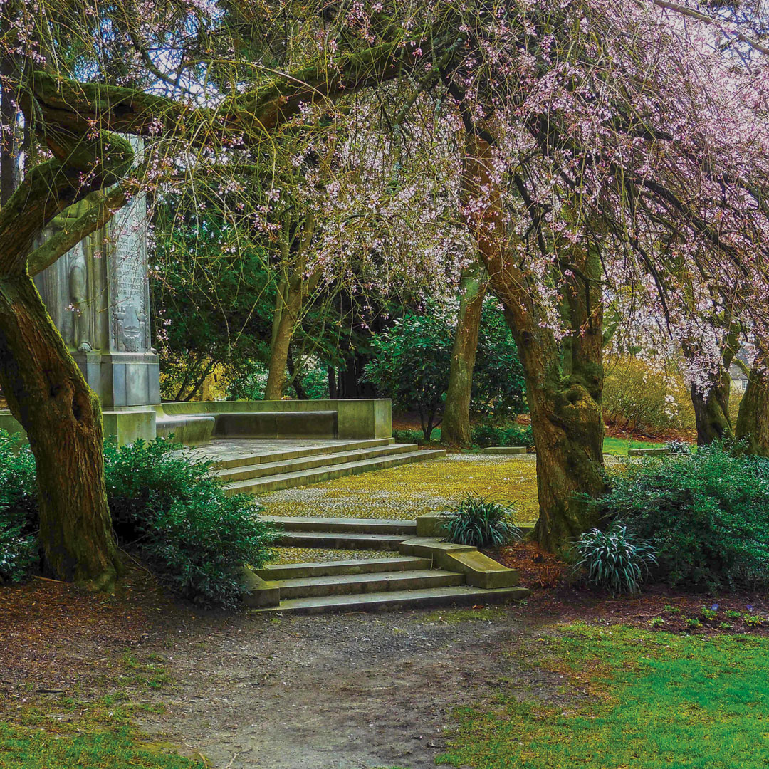flowering tree framing steps in Seattles Volunteer Park